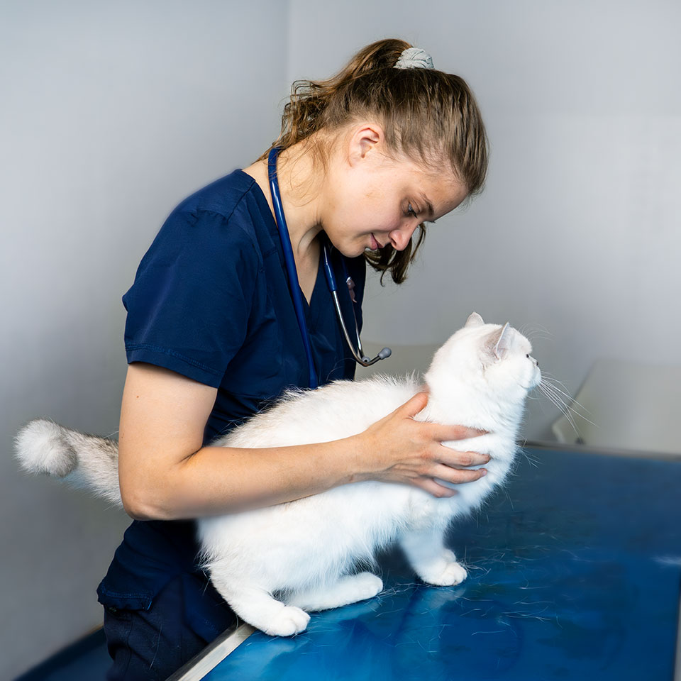 Foto dermatologische Untersuchung Katze