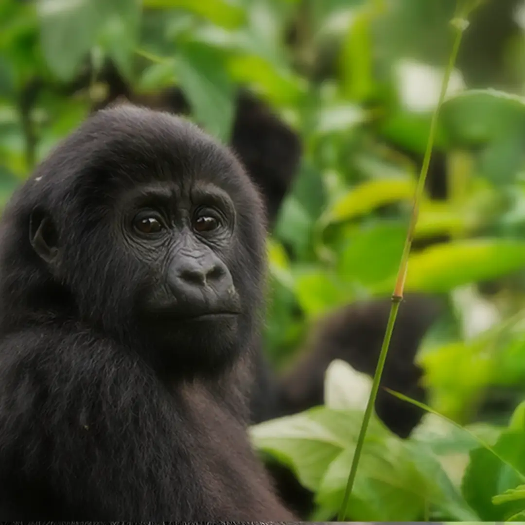 Gorilla Tierschutz