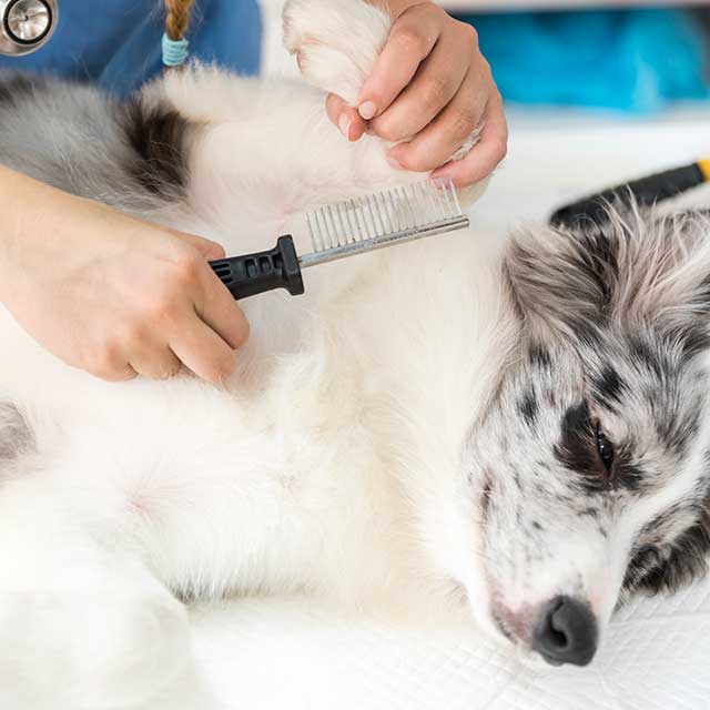 Dermatologie Untersuchung Hund
